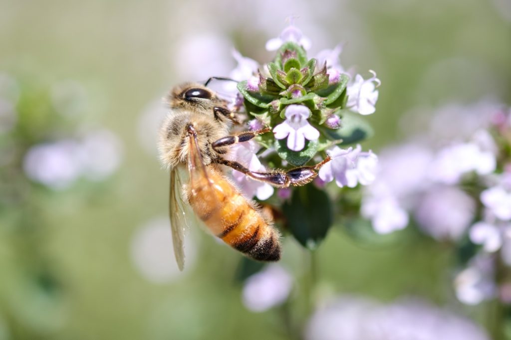 「ハーブから吸蜜するセイヨウミツバチ」の写真